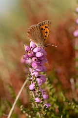 David Plant Photography - Wildlife Photography - Small copper - B